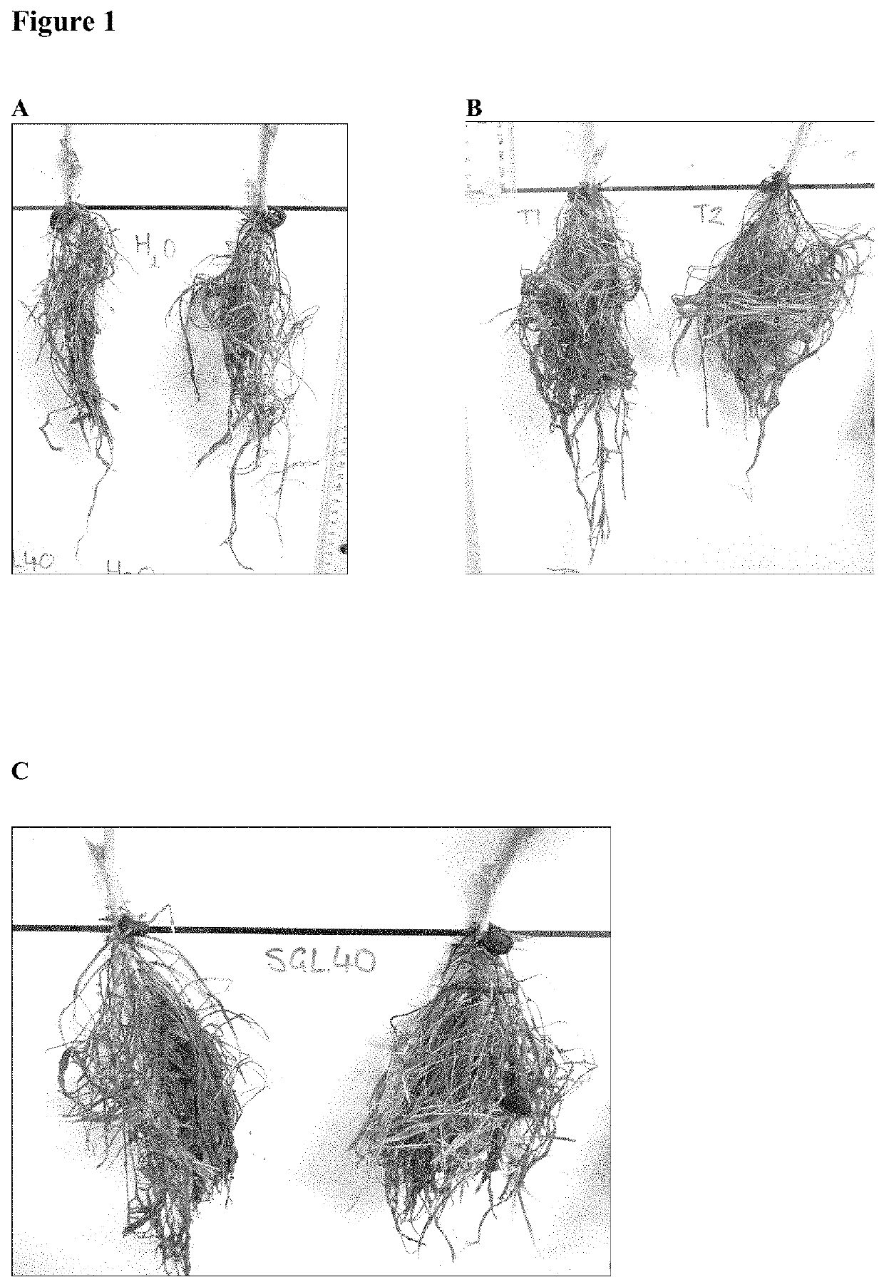 Microbial inoculants and fertilizer compositions comprising the same