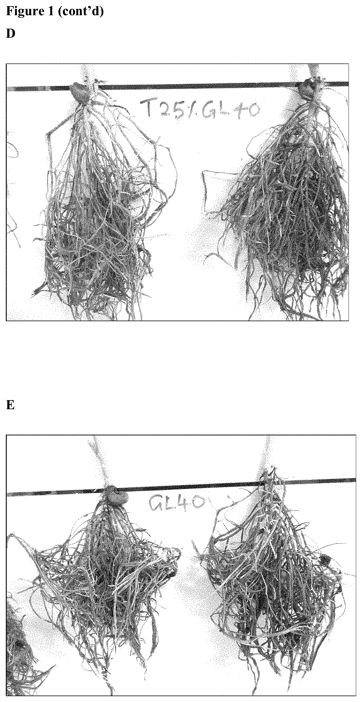 Microbial inoculants and fertilizer compositions comprising the same