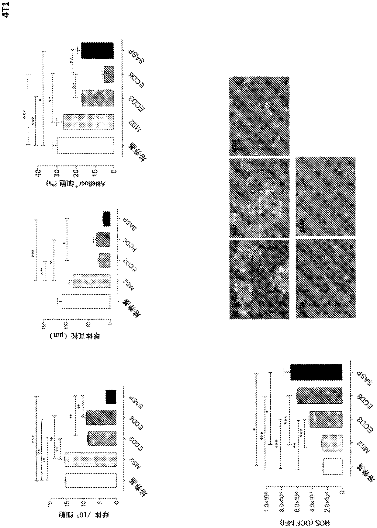 COMPOSITIONS AND METHODS RELATED TO xCT ANTIBODIES