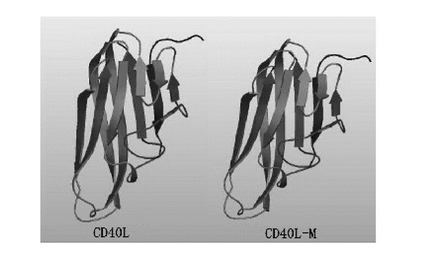 Preparation method and application of capsid-protein-mutant double-stranded recombinant adeno-associated virus containing mediated-membrane-stabile CD40L gene