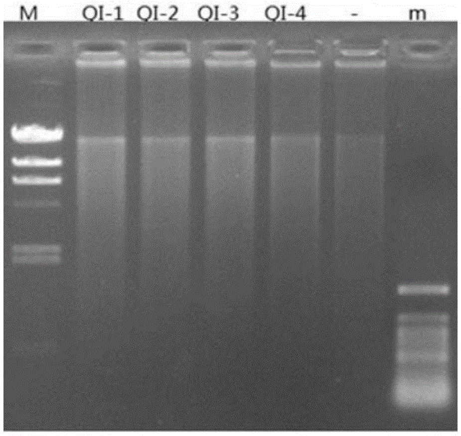 Method for constructing environmental microbial genome draft