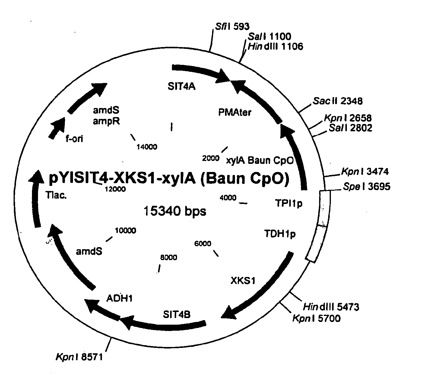 Pentose sugar fermenting cell