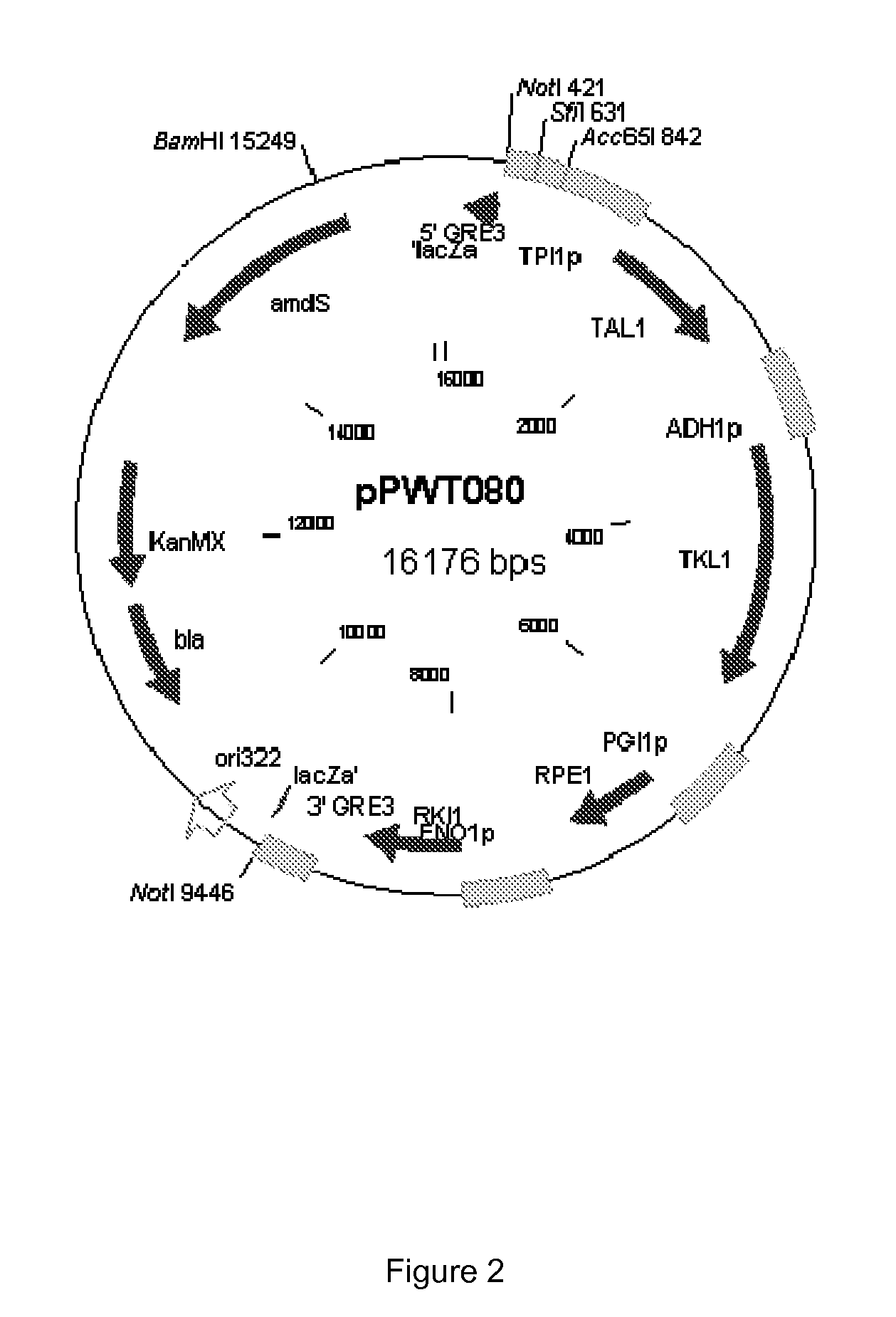 Pentose sugar fermenting cell