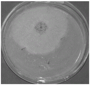 A kind of chaetomium globosa and its application