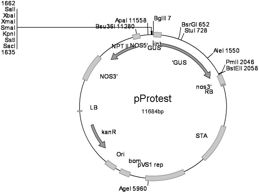 Floral organ specific expression promoter separated from Populus trichocarpa Torr.&Gray and application thereof