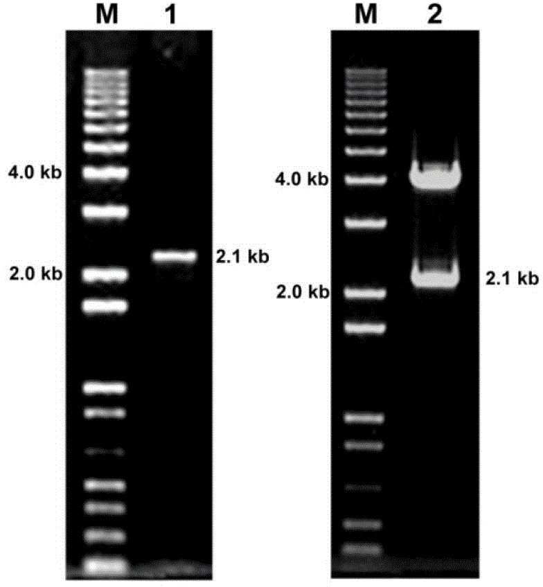 Floral organ specific expression promoter separated from Populus trichocarpa Torr.&Gray and application thereof