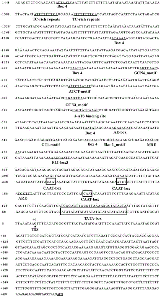 Floral organ specific expression promoter separated from Populus trichocarpa Torr.&Gray and application thereof