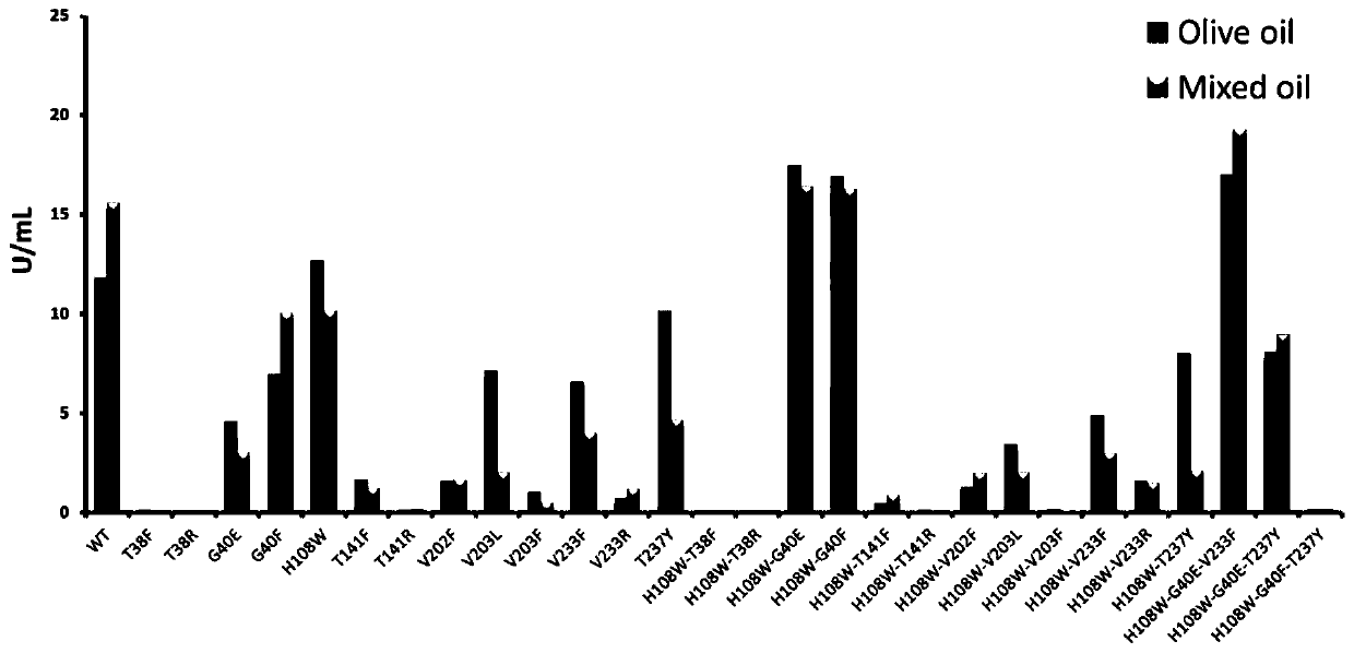 Lipase mutant of marine streptomyces and application of lipase mutant