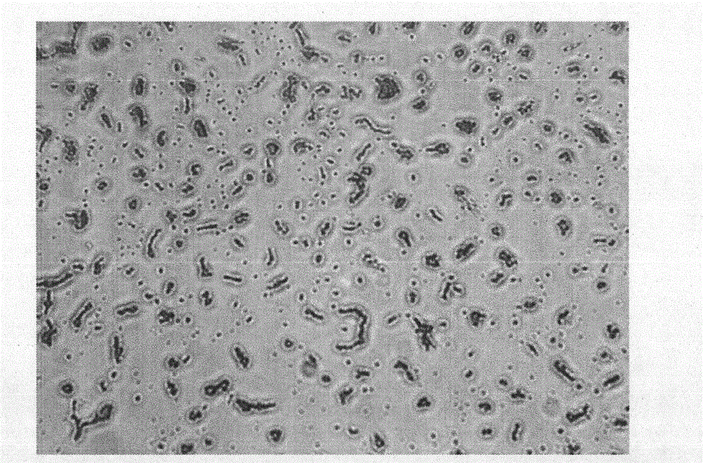 Fermentation production method and application of high-yield exopolysaccharide strain and amylase thereof