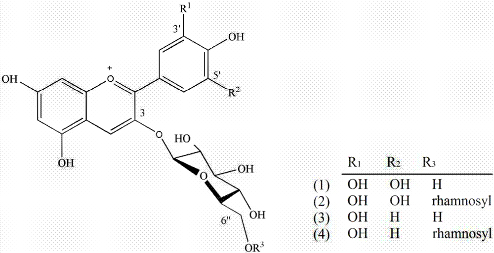 Method for extracting, separating and purifying four main anthocyanins from blackcurrant residue