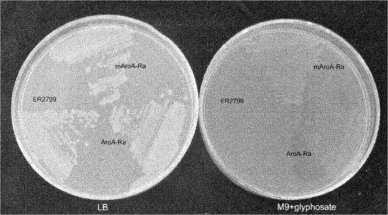 EPSP synthase AroA-Ra multisite mutant of rahnella aquatilis