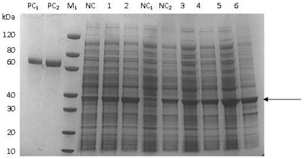 Clostridium perfringens epsilon toxin recombinant subunit vaccine and production method thereof