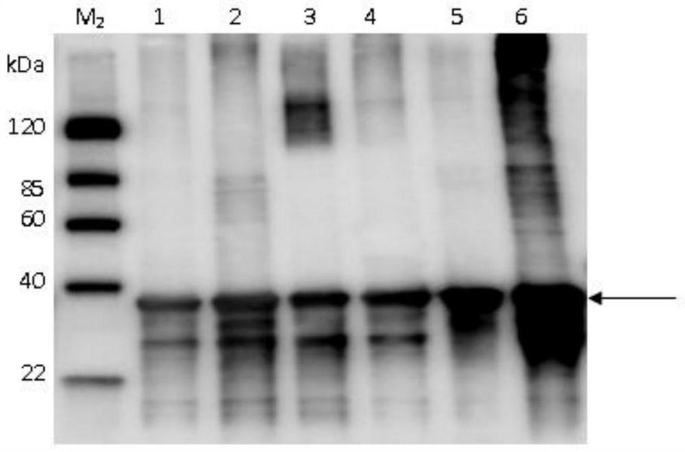 Clostridium perfringens epsilon toxin recombinant subunit vaccine and production method thereof