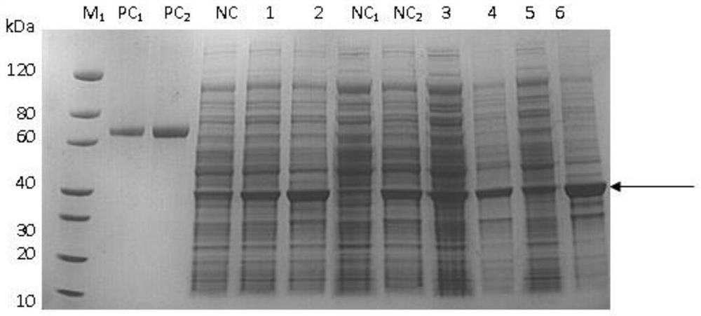 Clostridium perfringens epsilon toxin recombinant subunit vaccine and production method thereof