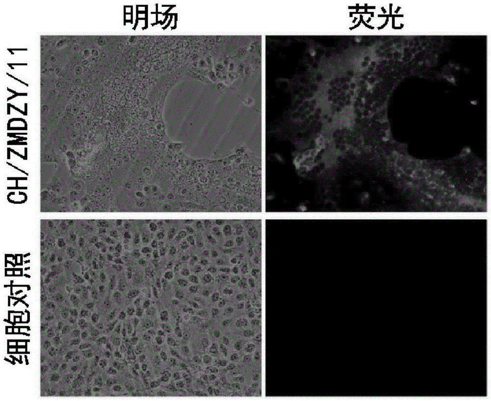 Porcine epidemic diarrhea virus variant strain, and isolated culturing method and applications thereof