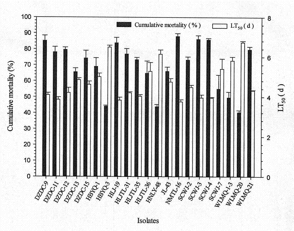 Beaueria bassaria(Balsamo)Vuillemin SCWJ-2 strain and application thereof