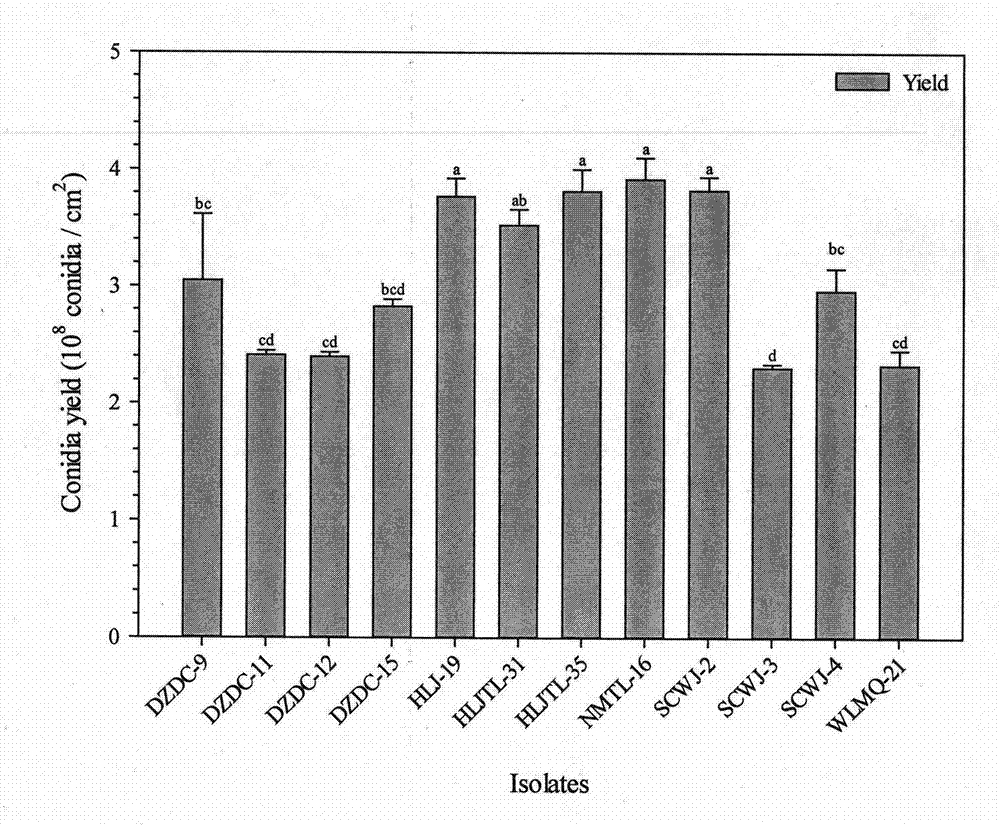 Beaueria bassaria(Balsamo)Vuillemin SCWJ-2 strain and application thereof