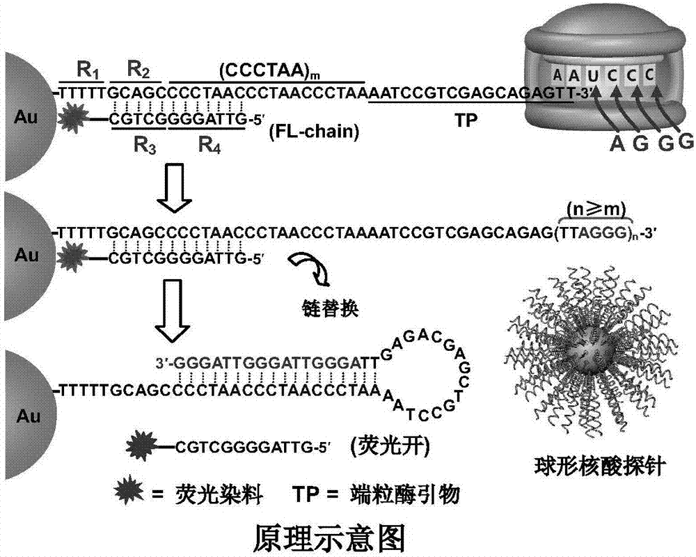 Spherical nucleic acid fluorescent probe for telomerase activity detection and preparation method and use thereof