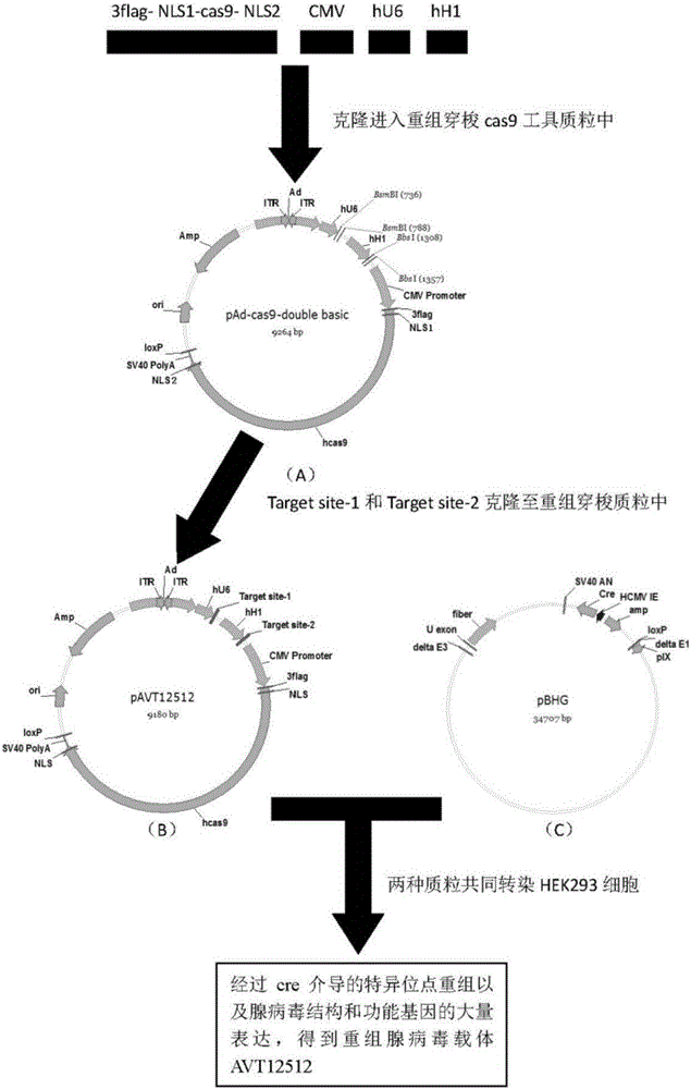 CRISPR-Cas9 (clustered regularly interspaced short palindromic repeats-Cas9) homing sequences and primers thereof, and transgenic expression vector and establishment method thereof