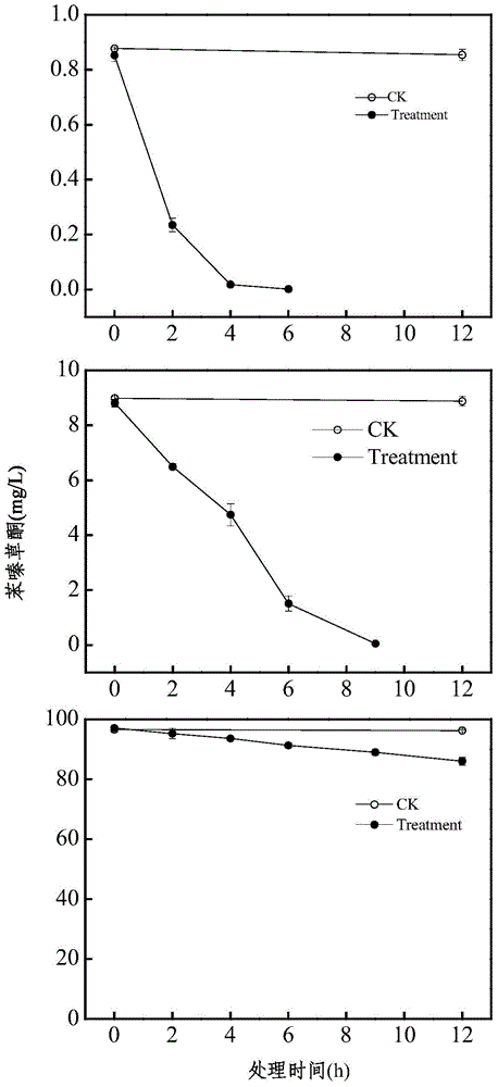 Rhodococcus strain capable of degrading metamitron and application of rhodococcus strain