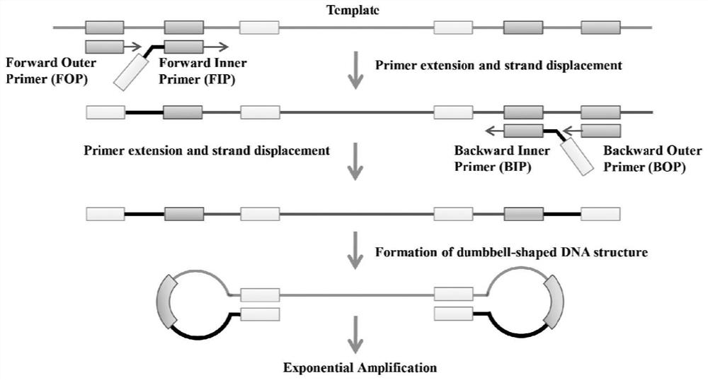 High-specificity loop-mediated isothermal amplification (LAMP) method and application thereof