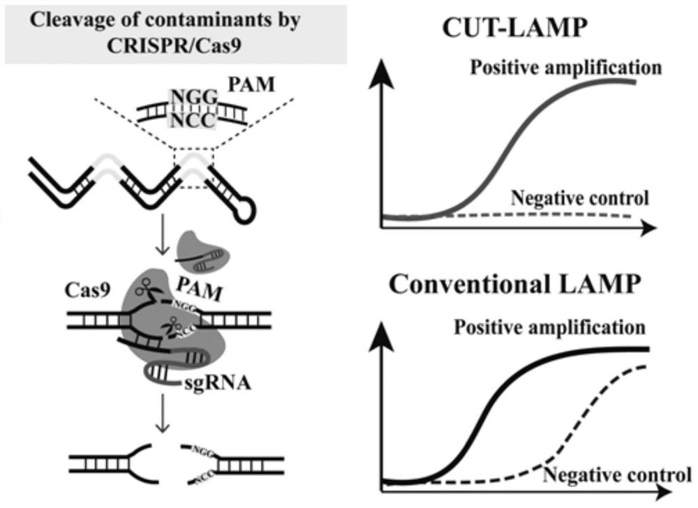 High-specificity loop-mediated isothermal amplification (LAMP) method and application thereof