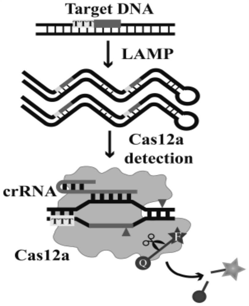 High-specificity loop-mediated isothermal amplification (LAMP) method and application thereof