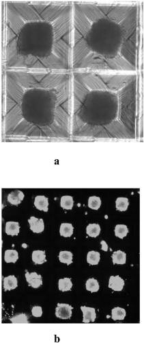 Standardized high-throughput three-dimensional cell preparation device and application thereof