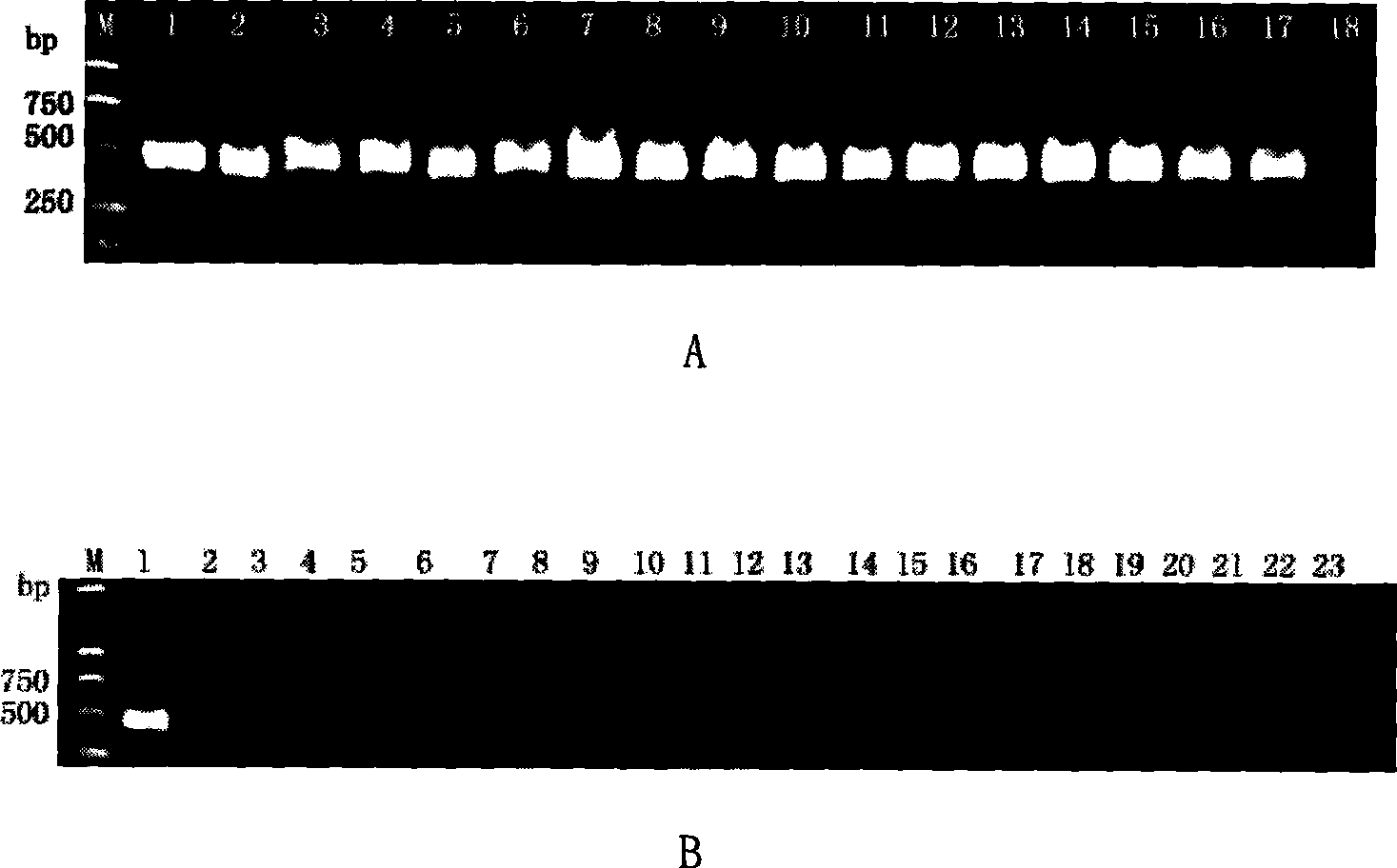 Detection kit and method for Asia erwinia amylovora