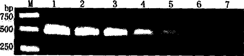 Detection kit and method for Asia erwinia amylovora