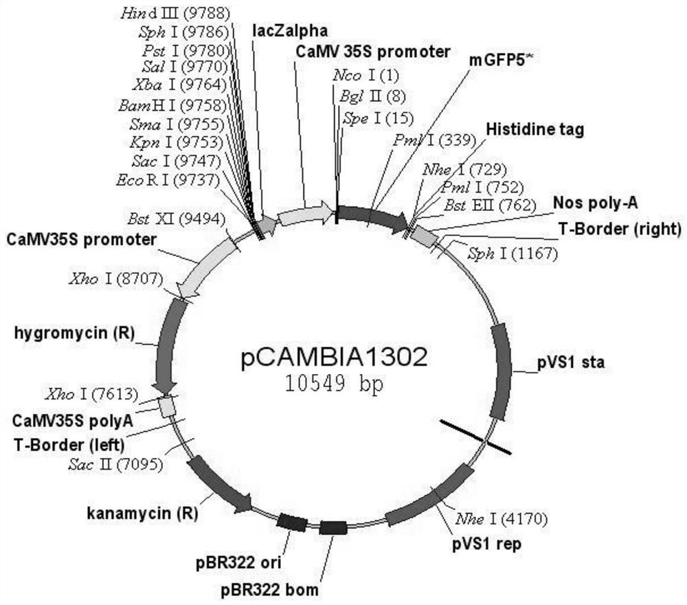 Pitaya gene HuAAE3 and application thereof in regulating and controlling high temperature stress resistance of plants