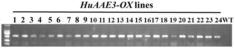 Pitaya gene HuAAE3 and application thereof in regulating and controlling high temperature stress resistance of plants