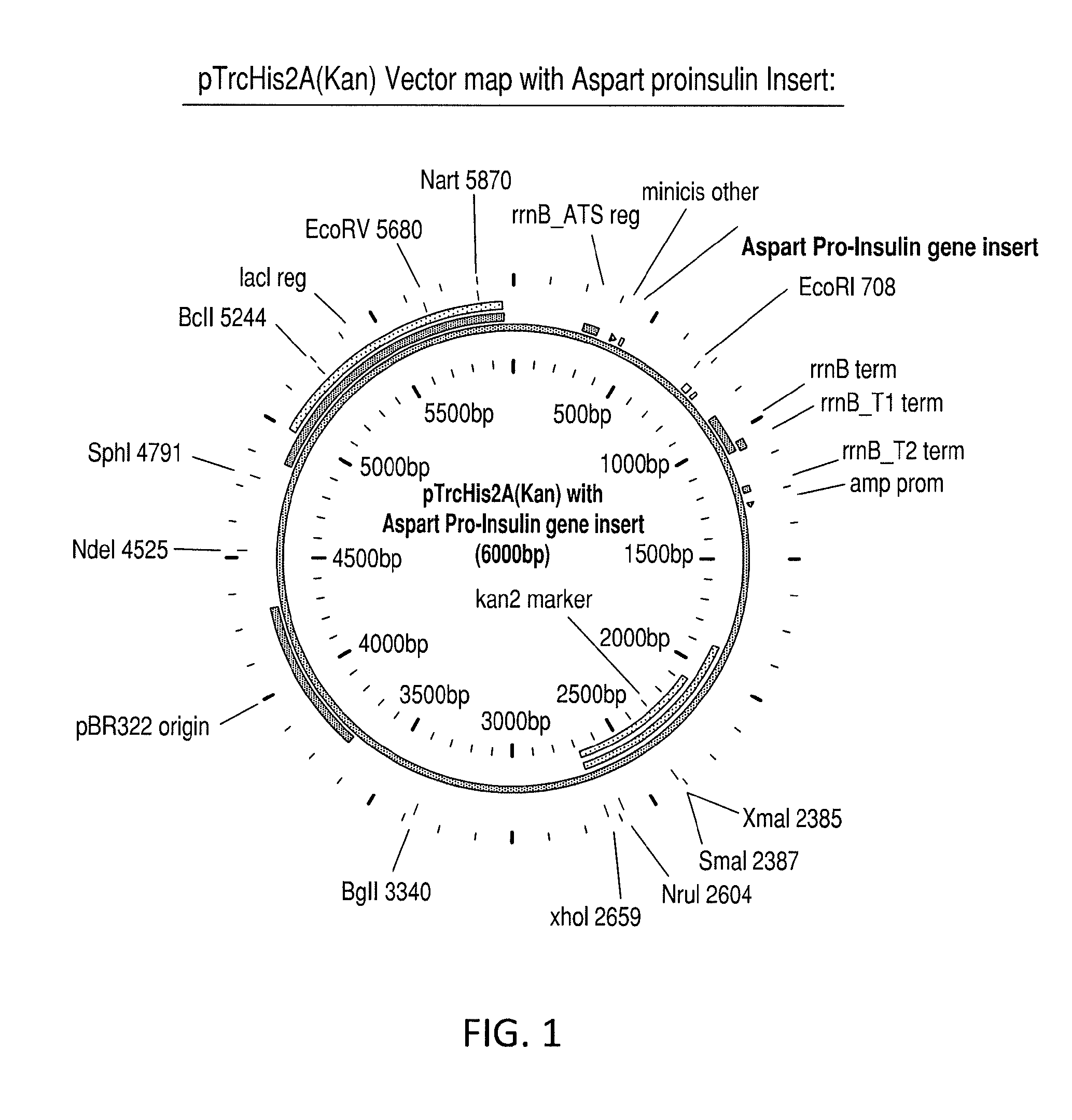 Aspart proinsulin compositions and methods of producing aspart insulin analogs therefrom