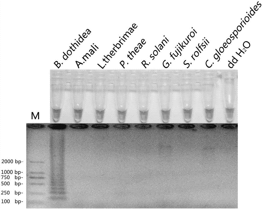 Loop-mediated isothermal amplification (LAMP) method for detecting pathogenic bacteria of canker disease of carya cathayensis