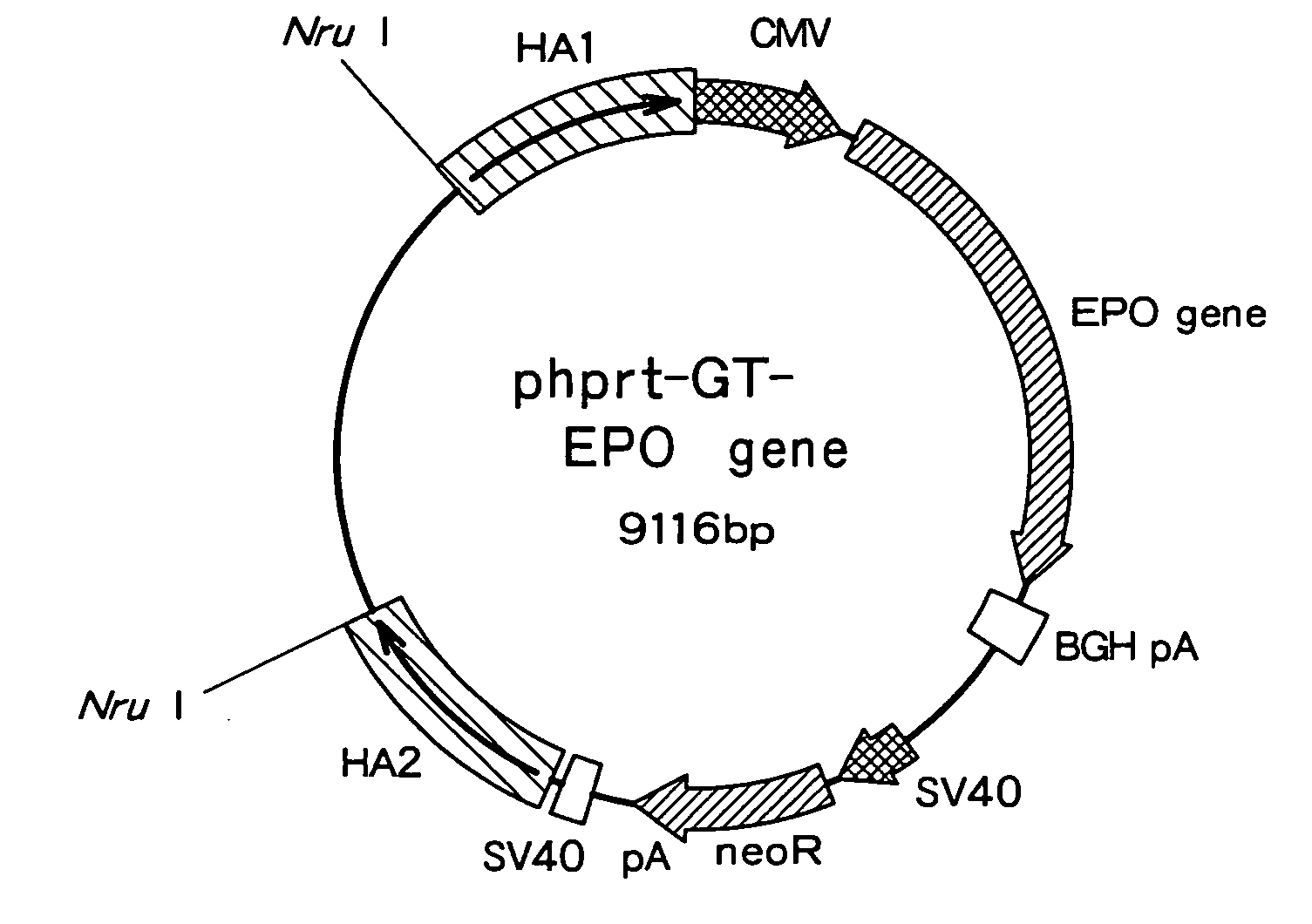 Recombinant mammal cells, method of producing thereof, and method of producing proteins of interest