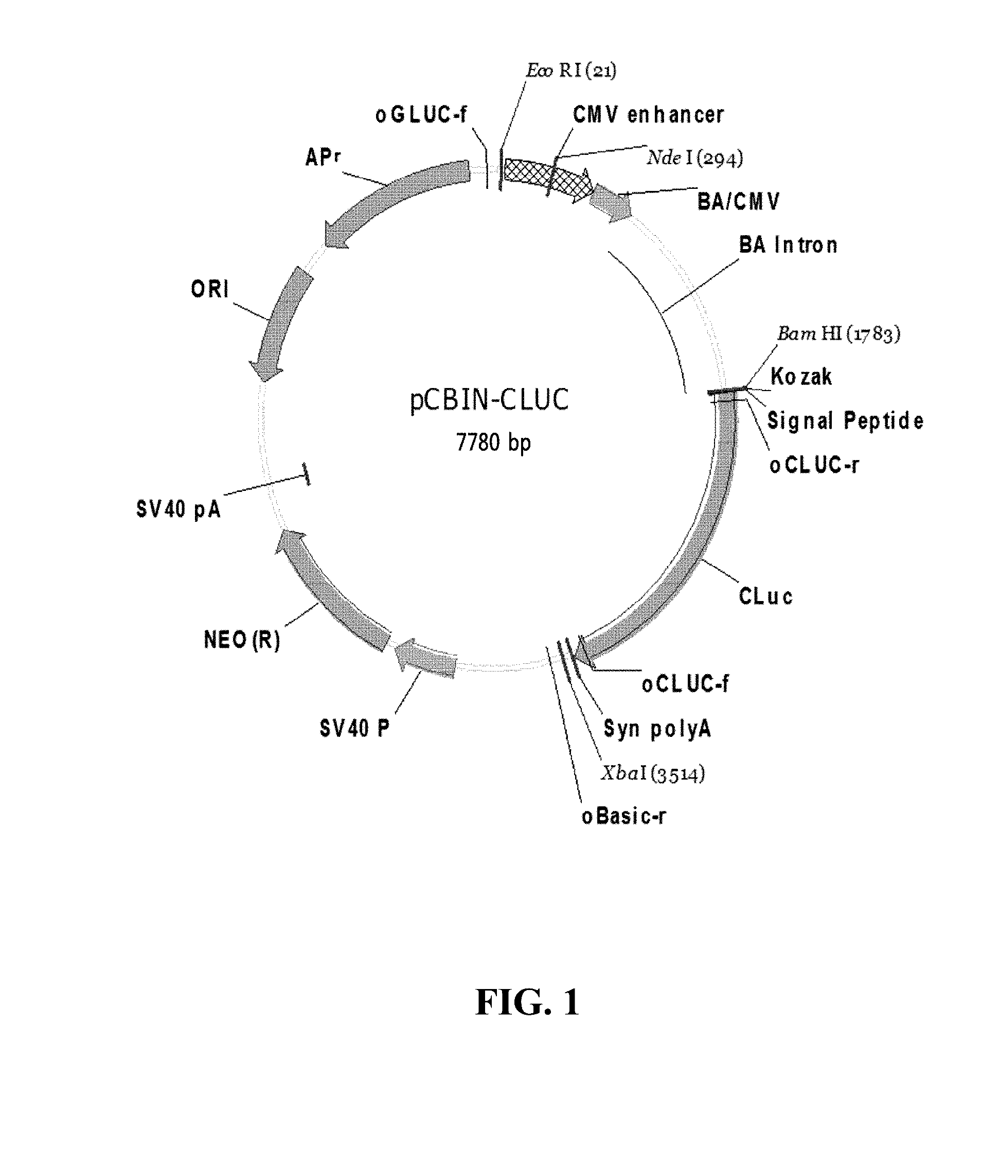 A protein secretory factor with high secretory efficiency and an expression vector comprising the same