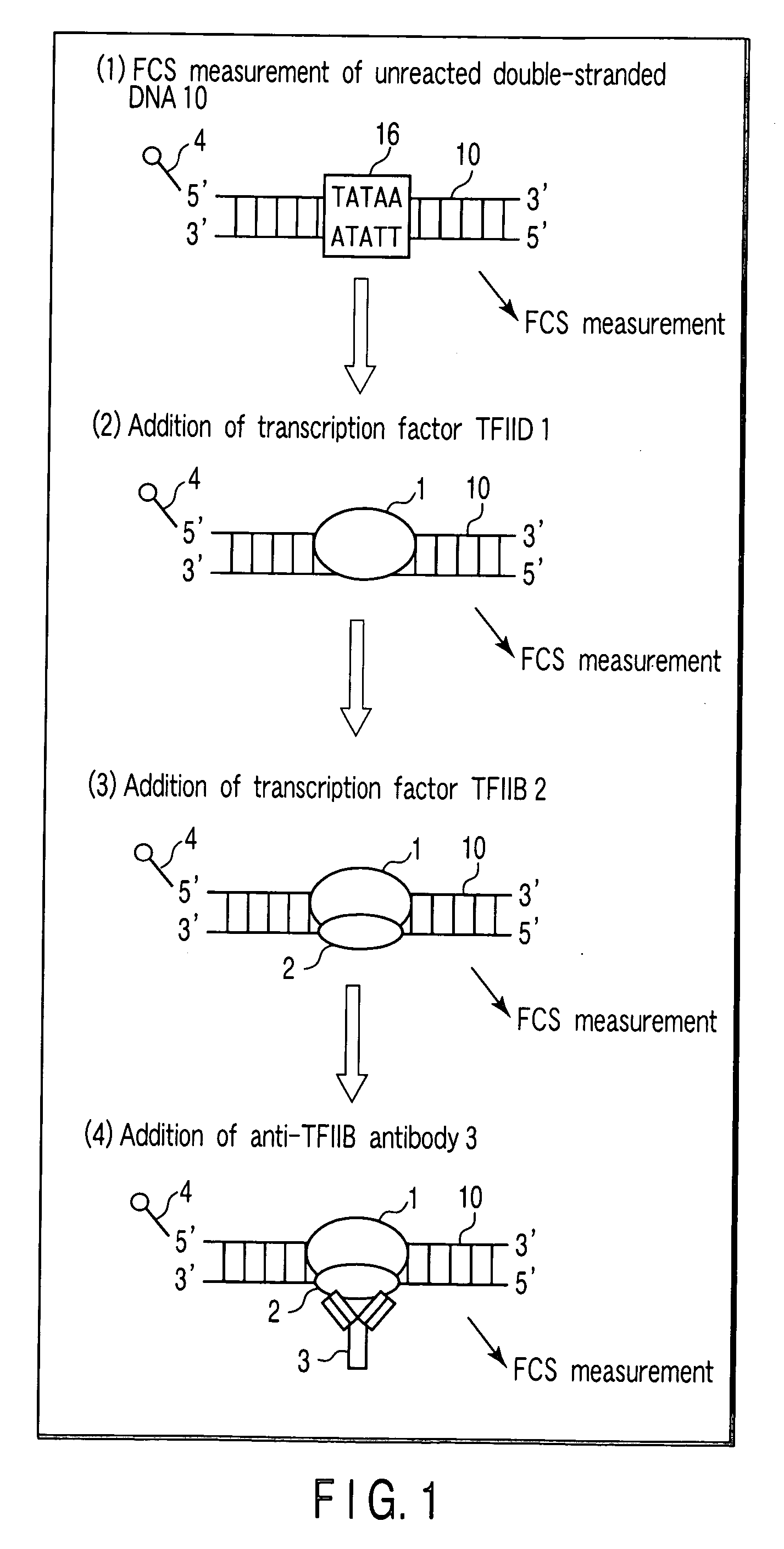 Method of detecting reaction of DNA and DNA-binding protein