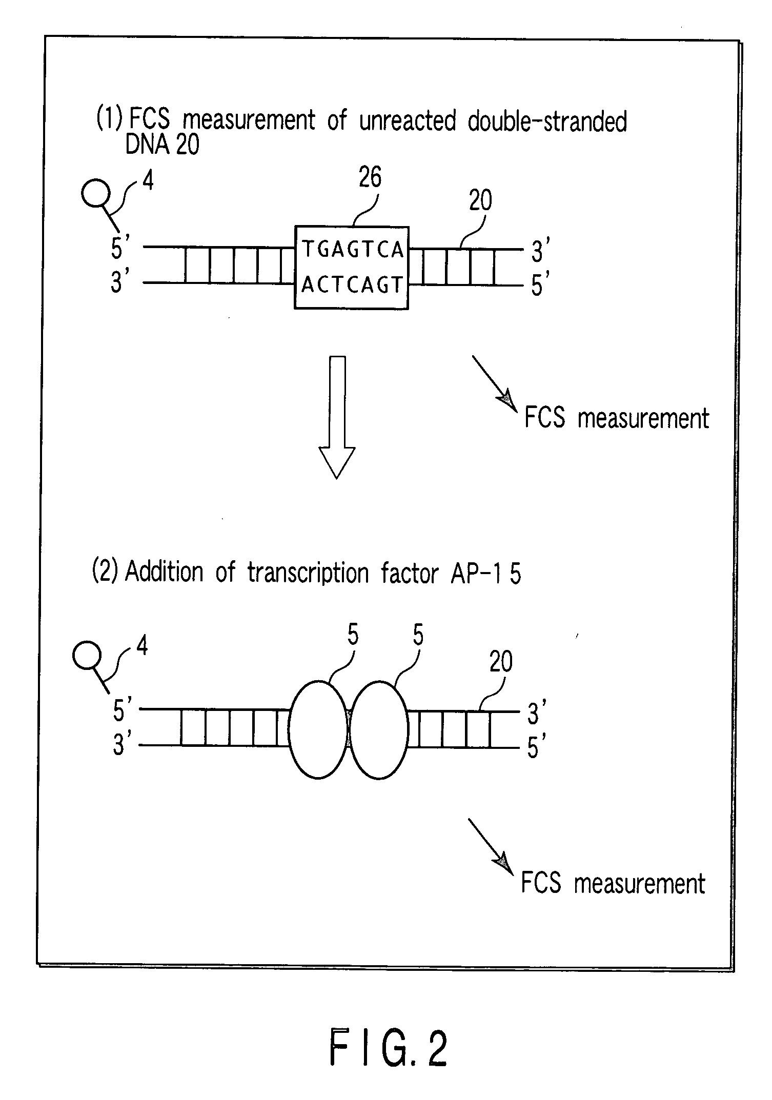 Method of detecting reaction of DNA and DNA-binding protein