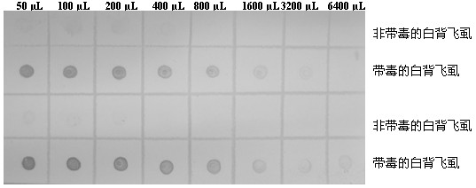 Monoclonal antibody hybridoma cell line for secreting southern rice black-streaked dwarf resistant viruses and monoclonal antibody application thereof