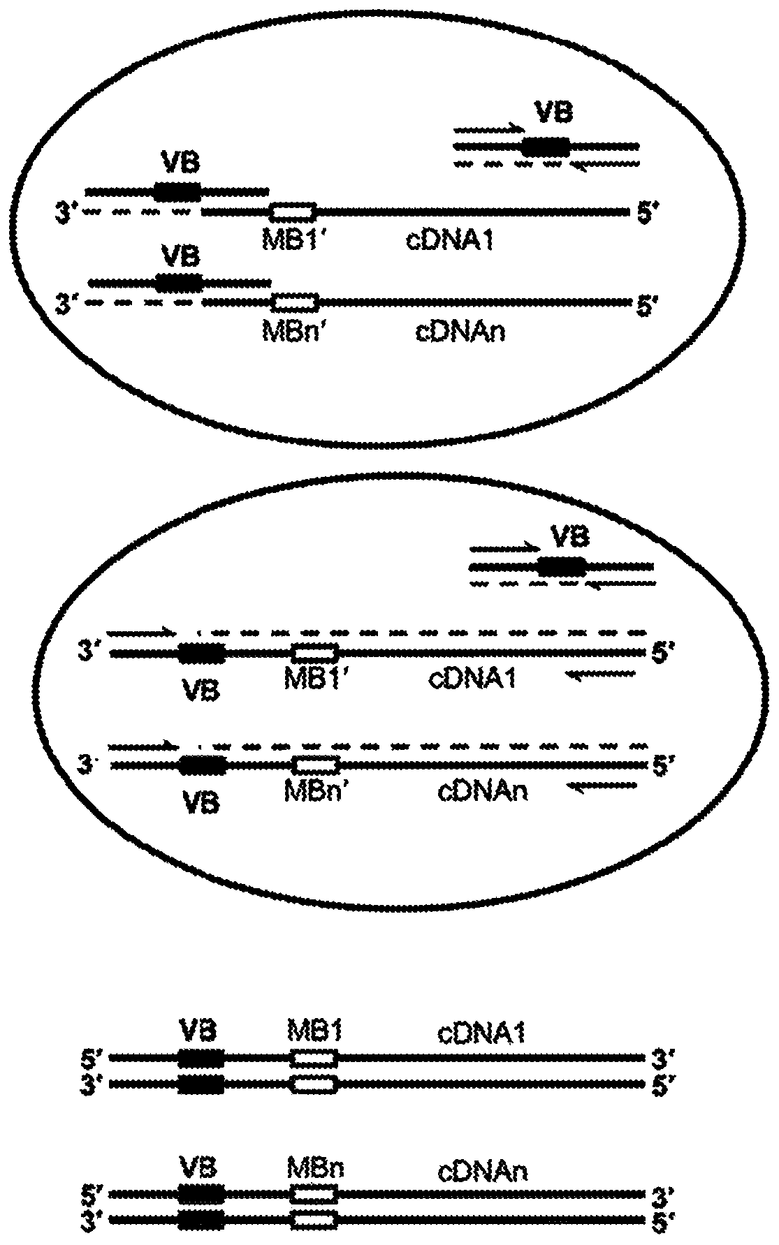 High-throughput polynucleotide library sequencing and transcriptome analysis