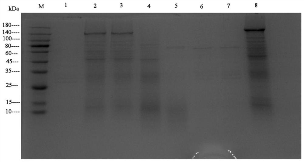 Plutella xylostella trypsin-9 gene and application thereof