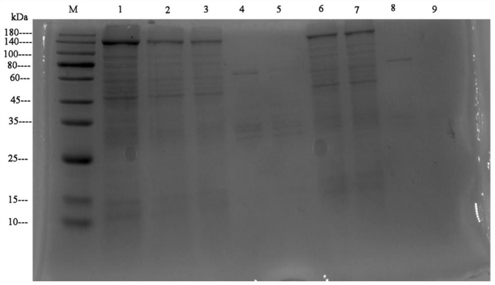 Plutella xylostella trypsin-9 gene and application thereof