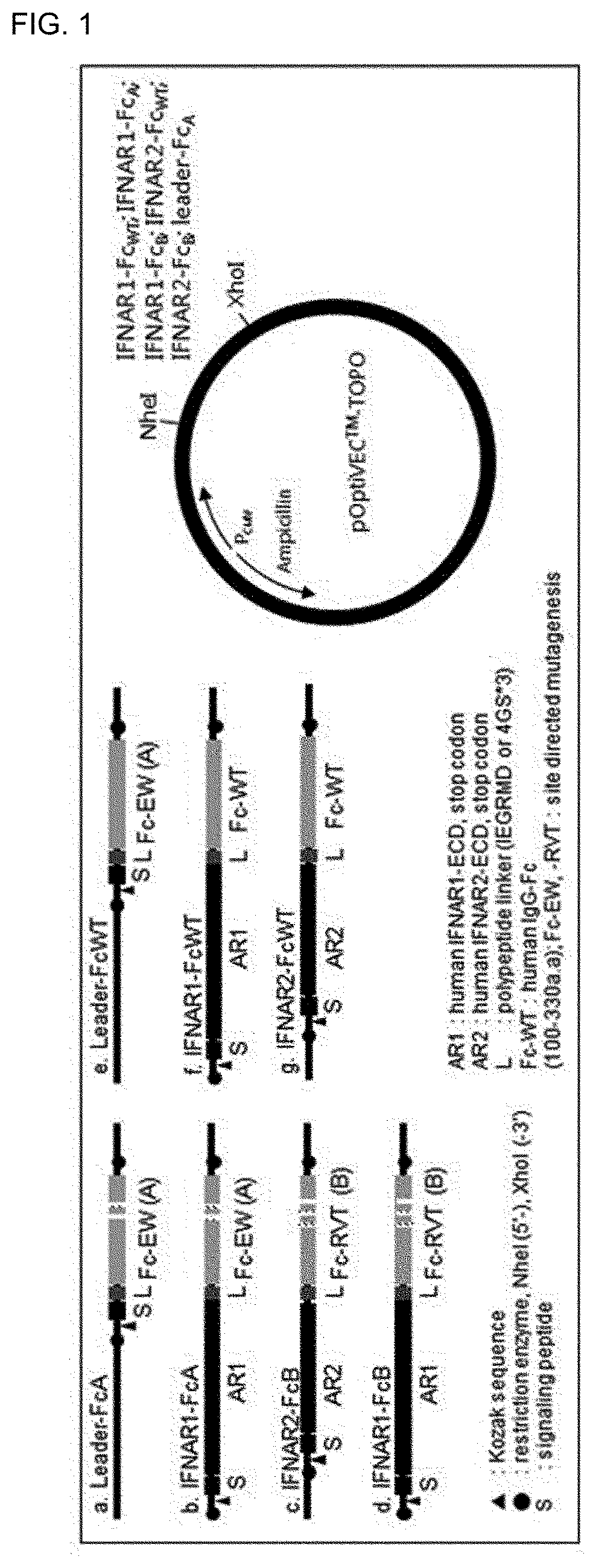 Type 1 interferon neutralizing fc-fusion protein and use thereof