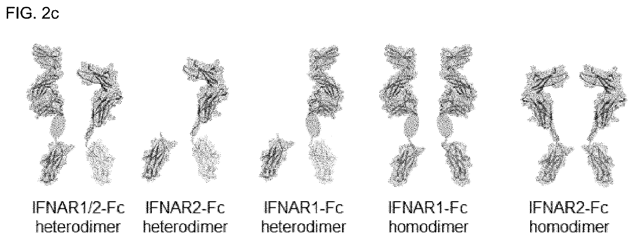 Type 1 interferon neutralizing fc-fusion protein and use thereof