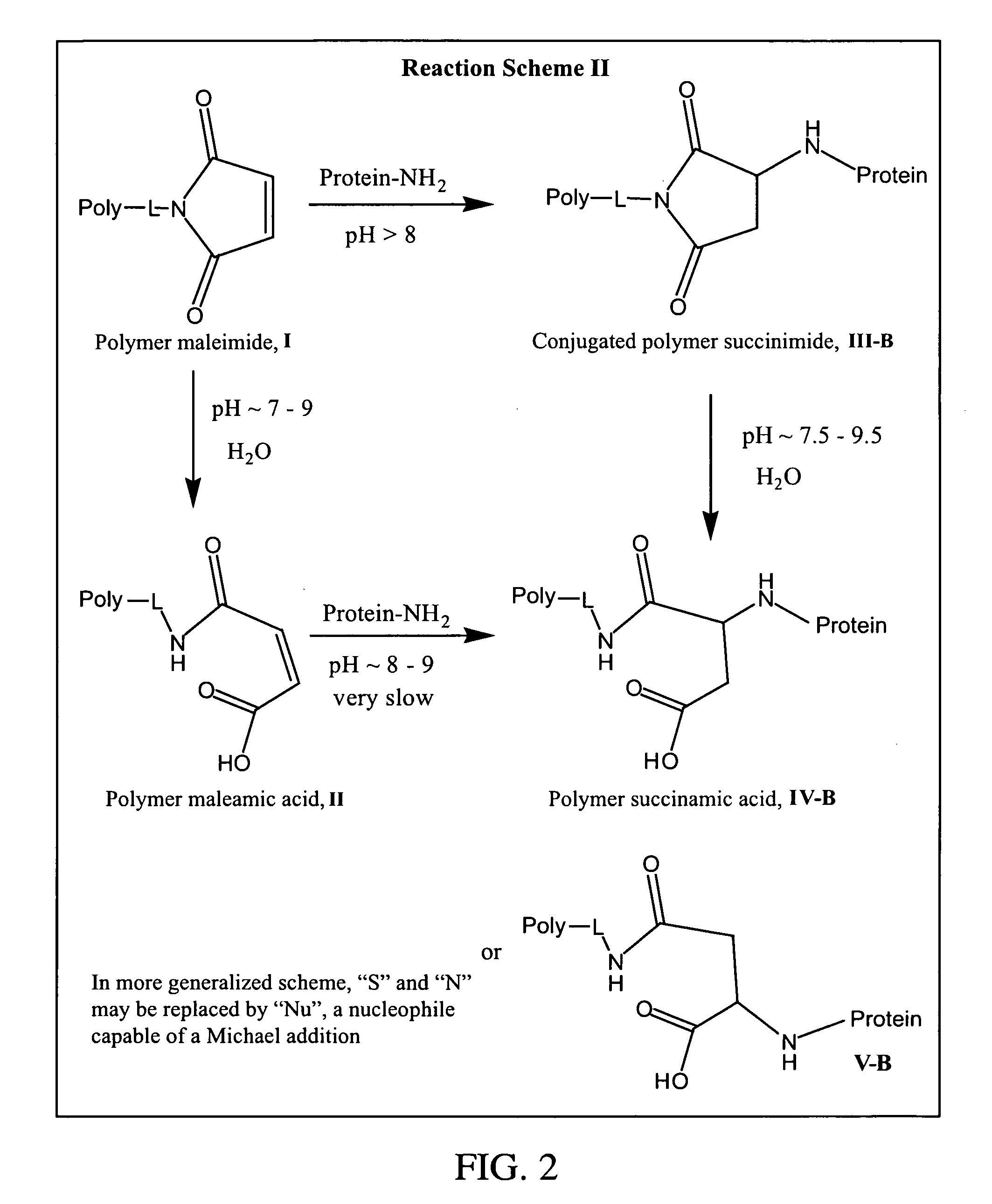 Maleamic acid polymer derivatives and their bioconjugates