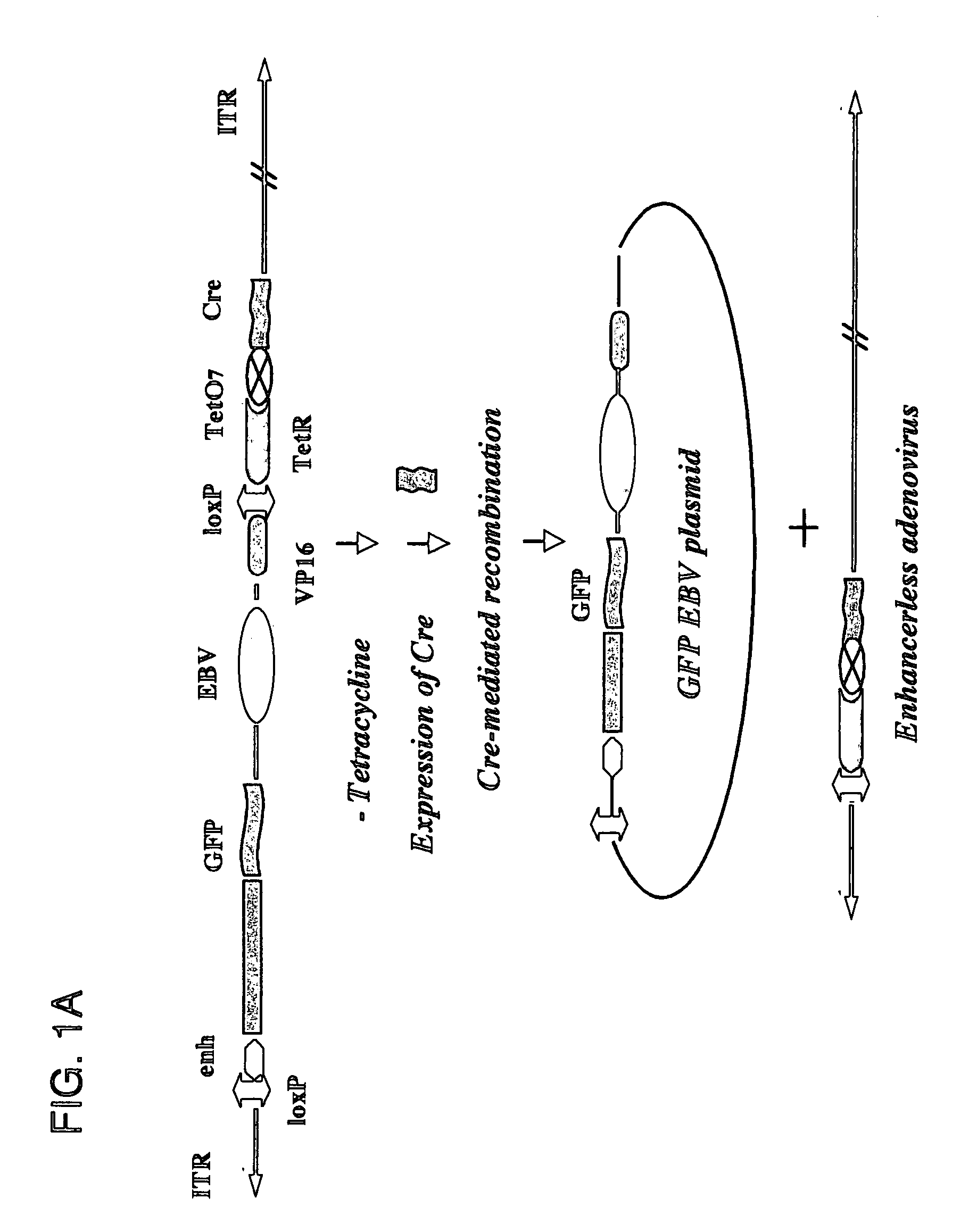 Self-rearranging DNA vectors