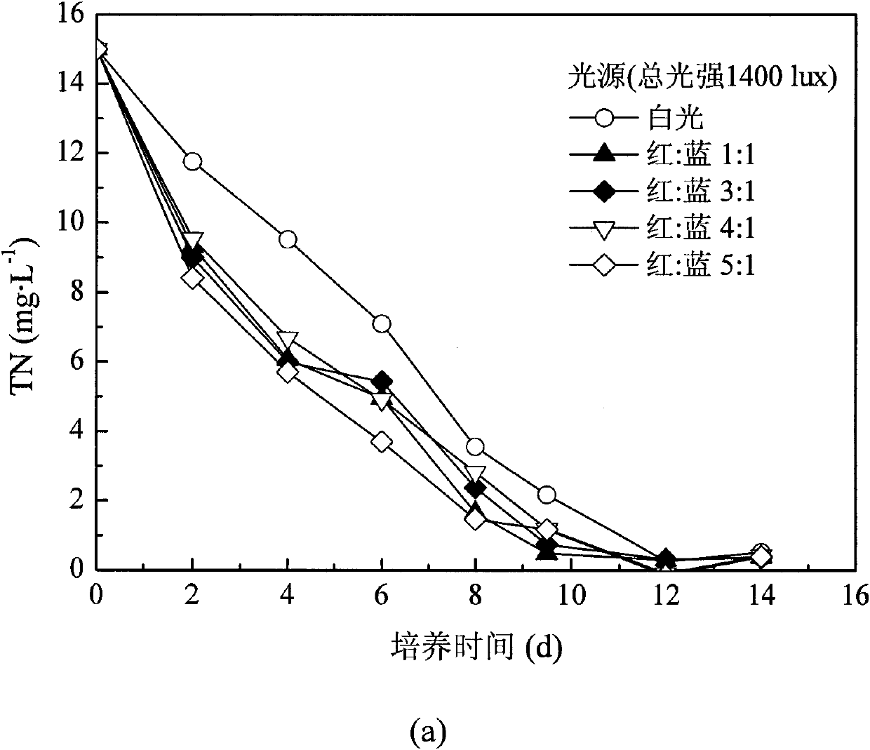 Device and method for coupling producing biological oil by utilizing microalgae to deeply treating wastewater