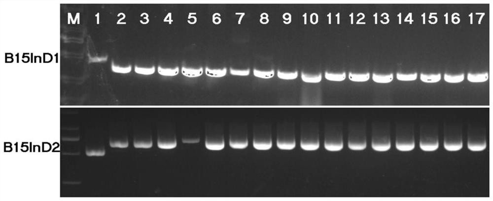 Specific co-dominant molecular marker of brown planthopper resistance gene bph15 in rice and its application