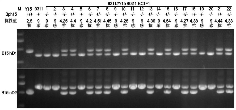 Specific co-dominant molecular marker of brown planthopper resistance gene bph15 in rice and its application