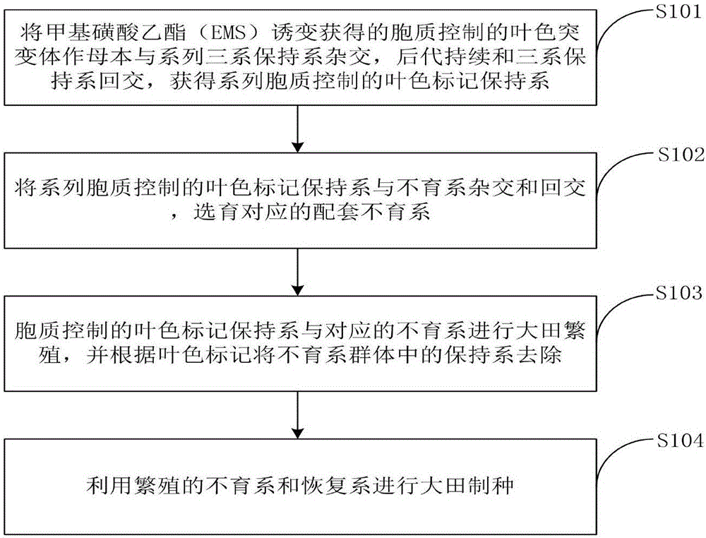 Method for improving purity of hybrid rice seeds through cytoplasm-controlled leaf color mutant